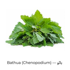 Bathua (Chenopodium) — باٿو